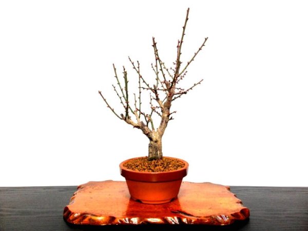 画像8: 花梅 「大盃」 貴風盆栽素材 (8)