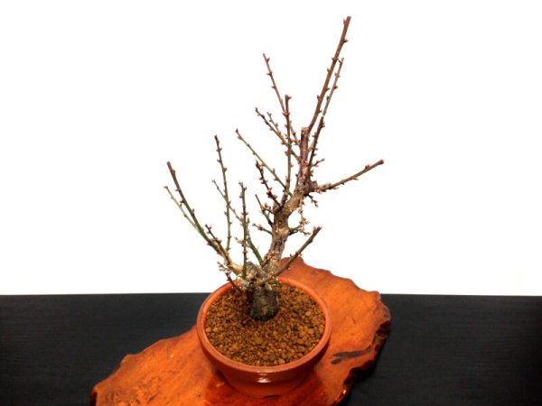 画像5: 花梅 「大盃」 貴風盆栽素材 (5)