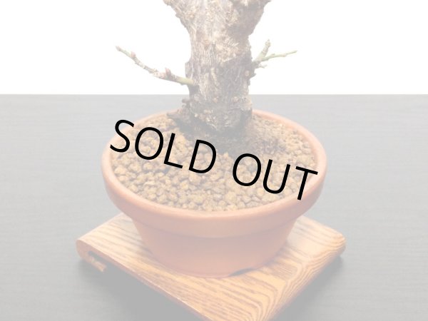 画像6: 花梅　「鹿児島紅梅」　貴風盆栽素材 (6)