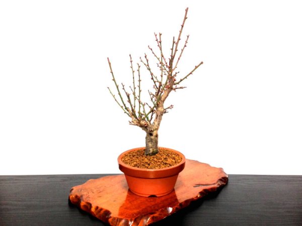 画像4: 花梅 「大盃」 貴風盆栽素材 (4)