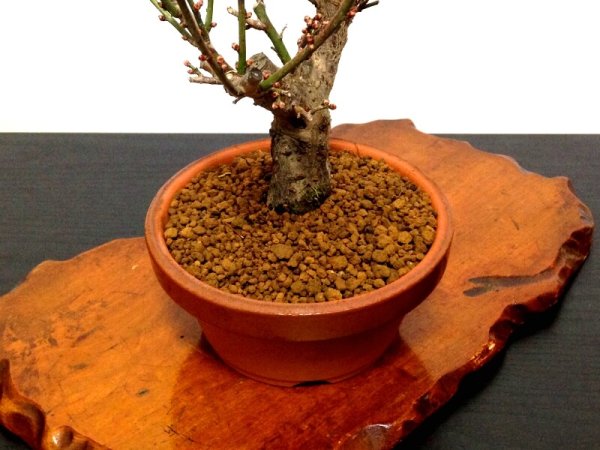 画像6: 花梅 「大盃」 貴風盆栽素材 (6)
