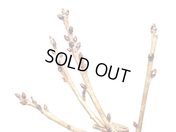 画像2: サクランボ　暖地桜桃　小品盆栽素材 (2)