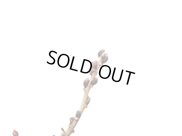 画像3: 野田藤　中品盆栽素材 (3)