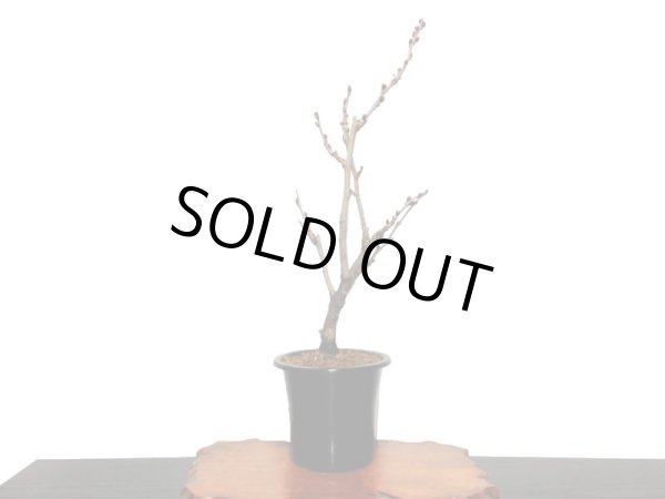 画像9: 野田藤　中品盆栽素材 (9)