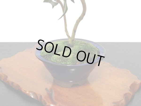 画像7: 椿 白孔雀 貴風盆栽 (7)