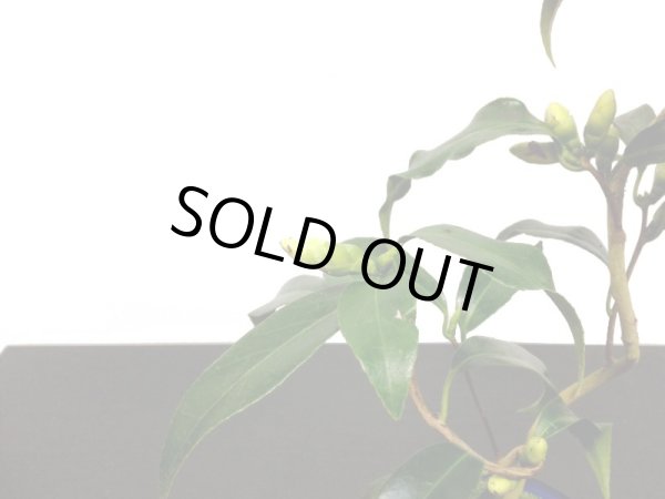 画像9: 椿 白孔雀 貴風盆栽 (9)