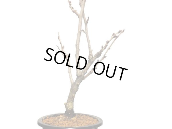 画像5: 野田藤　中品盆栽素材 (5)