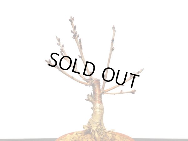 画像3: サクランボ　暖地桜桃　小品盆栽素材 (3)