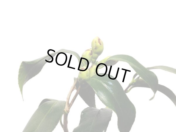 画像8: 椿 白孔雀 貴風盆栽 (8)