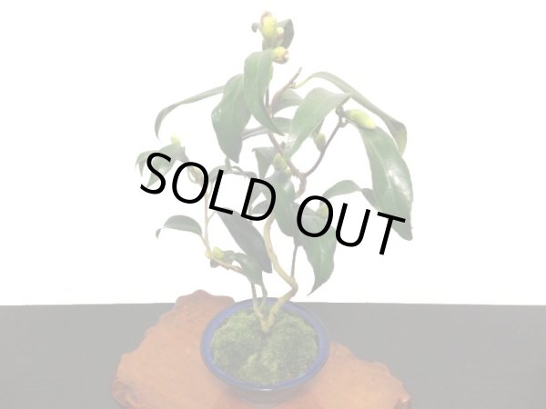 画像6: 椿 白孔雀 貴風盆栽 (6)