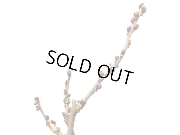 画像2: 野田藤　中品盆栽素材 (2)