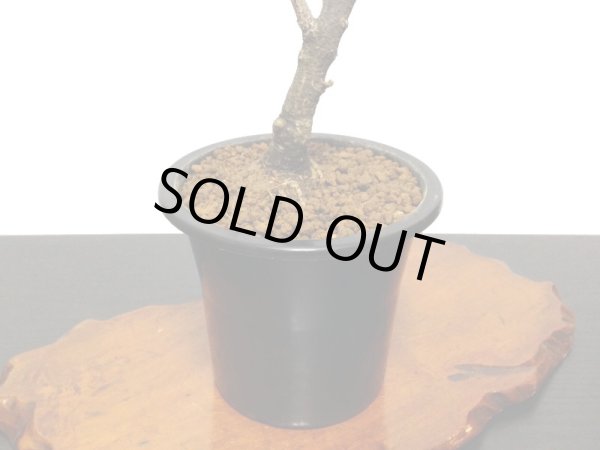 画像8: 野田藤　中品盆栽素材 (8)