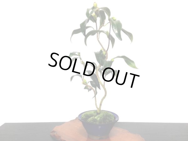 画像3: 椿 白孔雀 貴風盆栽 (3)