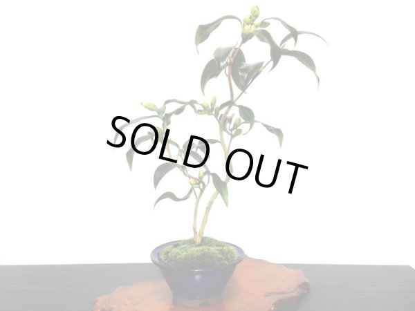 画像2: 椿 白孔雀 貴風盆栽 (2)