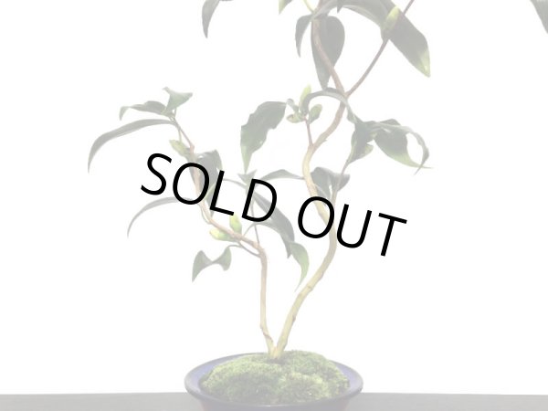 画像5: 椿 白孔雀 貴風盆栽 (5)