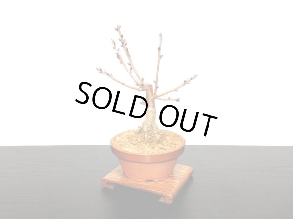 画像4: サクランボ　暖地桜桃　小品盆栽素材 (4)