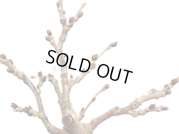 画像7: 野田藤　中品盆栽素材 (7)