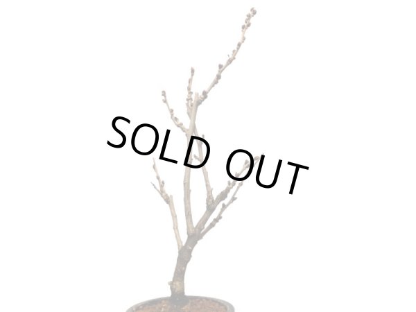 画像4: 野田藤　中品盆栽素材 (4)