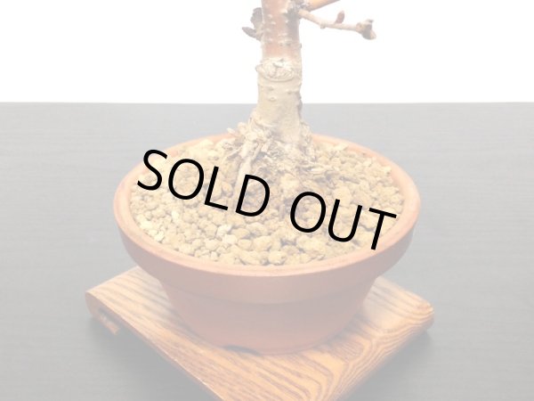 画像5: サクランボ　暖地桜桃　小品盆栽素材 (5)