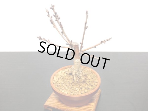 画像6: サクランボ　暖地桜桃　小品盆栽素材 (6)