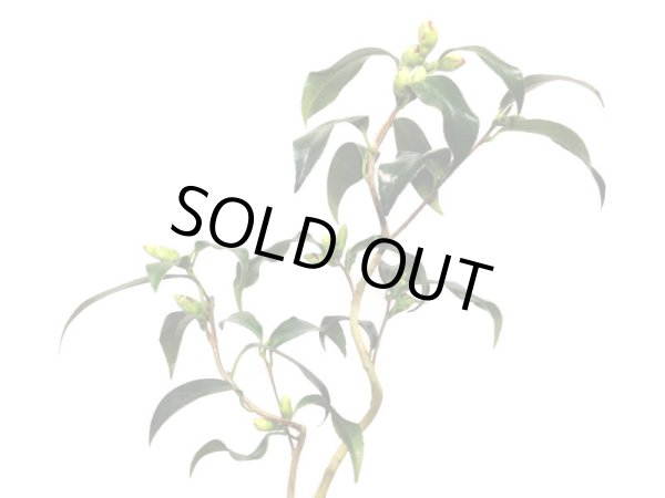 画像4: 椿 白孔雀 貴風盆栽 (4)