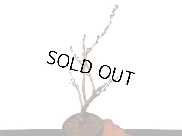 画像6: 野田藤　中品盆栽素材 (6)