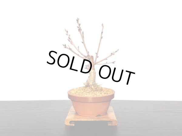 画像7: サクランボ　暖地桜桃　小品盆栽素材 (7)