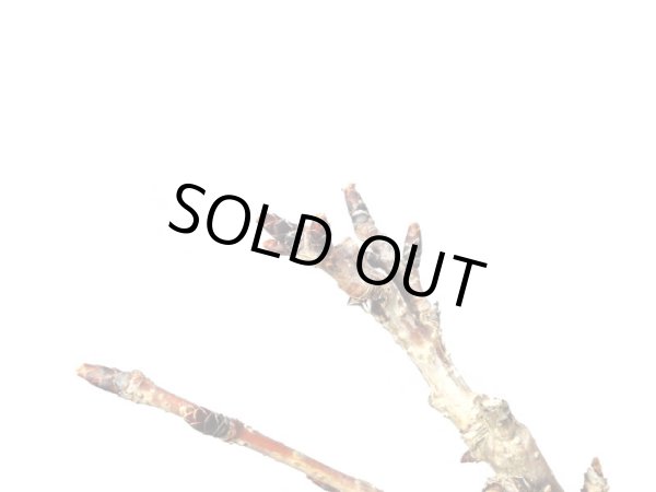 画像3: 関山桜 小品盆栽素材 (3)