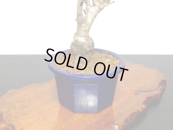 画像6: 関山桜 小品盆栽素材 (6)