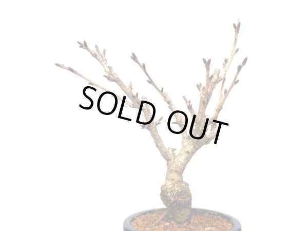 画像4: 関山桜 小品盆栽素材 (4)