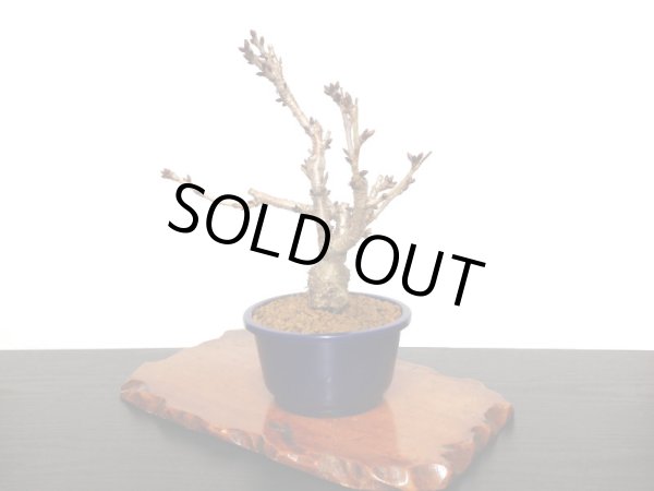 画像6: 旭山桜　貴風盆栽素材 (6)