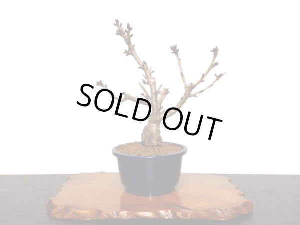 画像8: 旭山桜　貴風盆栽素材 (8)