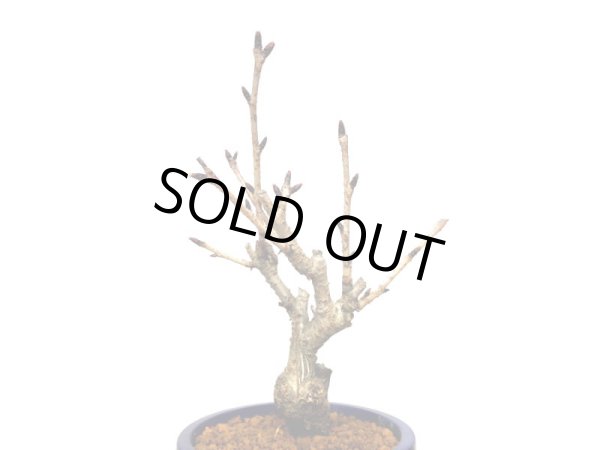 画像5: 旭山桜 小品盆栽素材 (5)