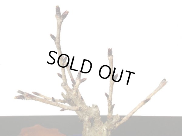 画像8: 旭山桜 小品盆栽素材 (8)