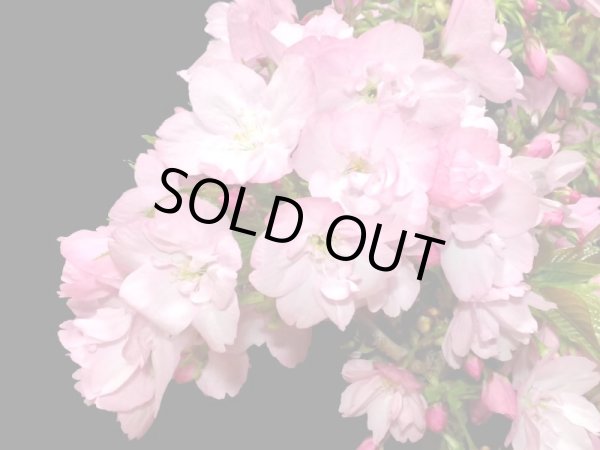 画像2: 旭山桜　貴風盆栽素材 (2)