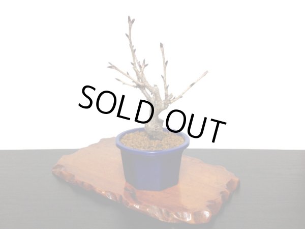 画像6: 旭山桜 小品盆栽素材 (6)