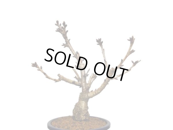 画像5: 旭山桜　貴風盆栽素材 (5)