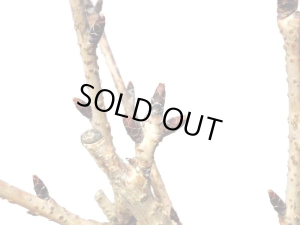 画像4: 旭山桜 小品盆栽素材 (4)