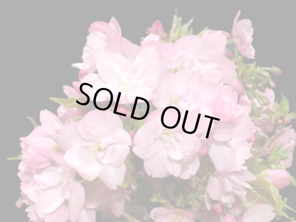 画像3: 旭山桜　貴風盆栽素材 (3)