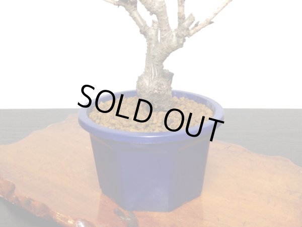 画像7: 旭山桜 小品盆栽素材 (7)