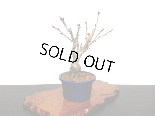 画像5: 関山桜 小品盆栽素材 (5)