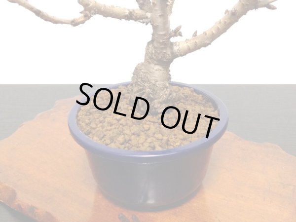 画像7: 旭山桜　貴風盆栽素材 (7)