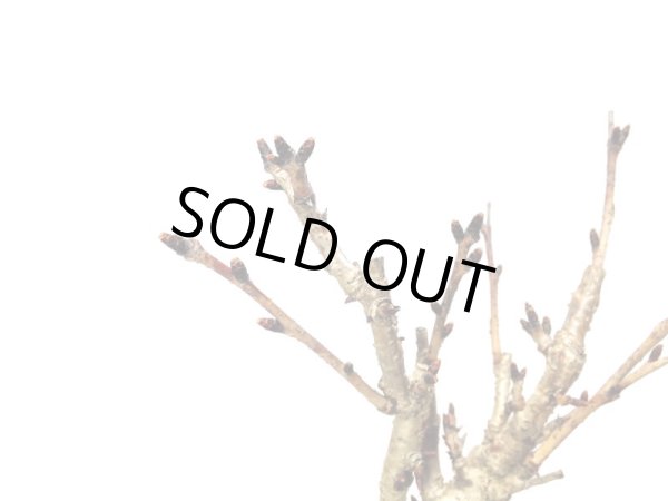 画像2: 関山桜 小品盆栽素材 (2)