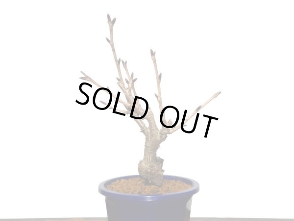 画像9: 旭山桜 小品盆栽素材 (9)