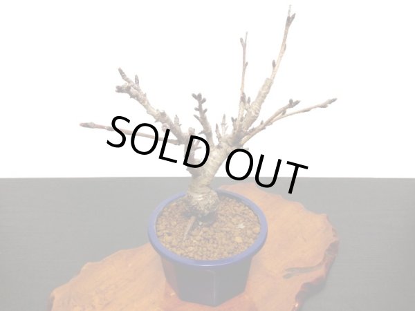 画像7: 関山桜 小品盆栽素材 (7)