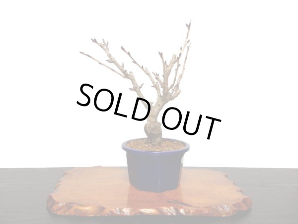 画像8: 関山桜 小品盆栽素材 (8)