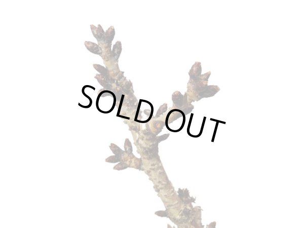 画像4: 旭山桜　貴風盆栽素材 (4)