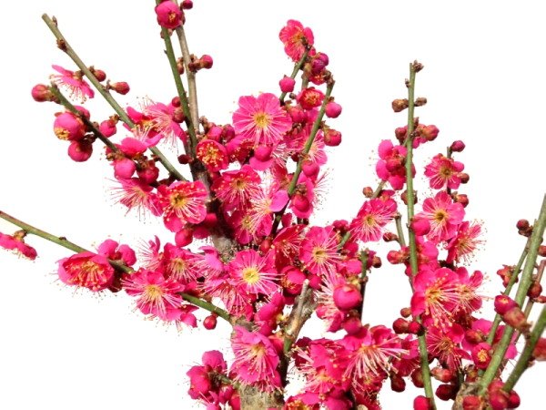 画像10: 花梅 「大盃」 貴風盆栽素材 (10)