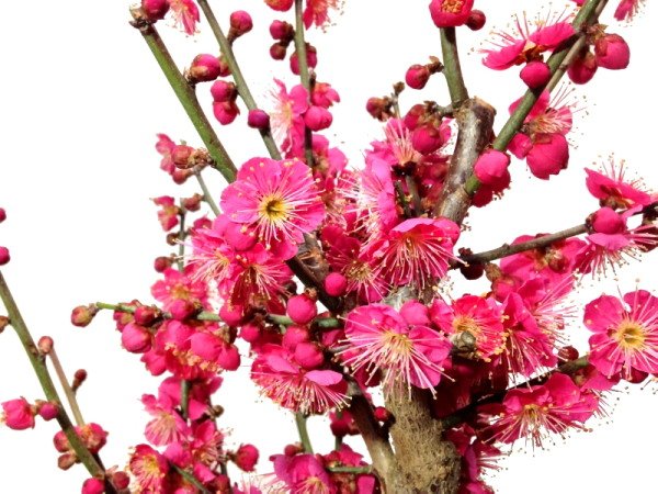 画像9: 花梅 「大盃」 貴風盆栽素材 (9)