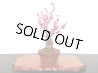 格安盆栽素材/生産品紹介/清玄もみじ 貴風盆栽素材 販売/通販の